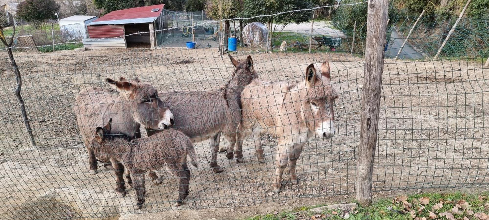 מונטלצ'ינו Agriturismo S. Eurosia מראה חיצוני תמונה