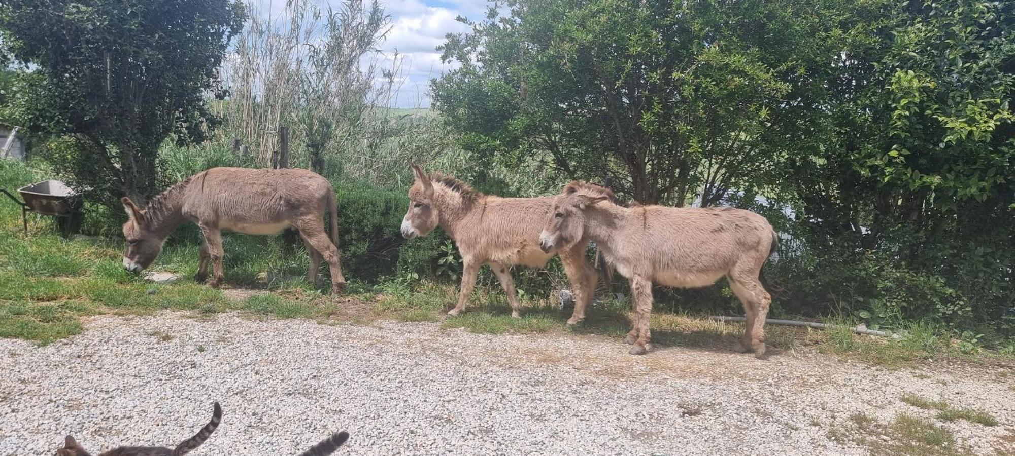 מונטלצ'ינו Agriturismo S. Eurosia מראה חיצוני תמונה